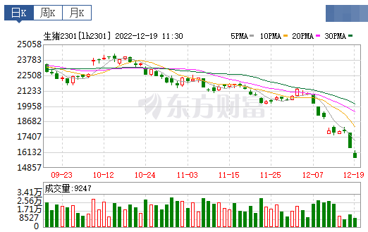 2022.12.19今日猪价