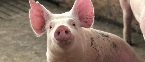 警惕！养户卖145头猪“掉秤”1万斤，警惕猪贩子这4个套路！