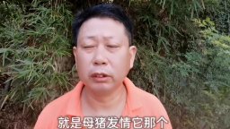 小猪仔还没有断奶，猪就闹圈了，可以受孕吗