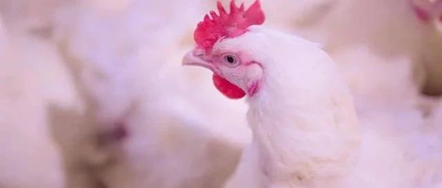 数据分析 | 白羽肉种鸡生产监测分析报告（2022年11月）