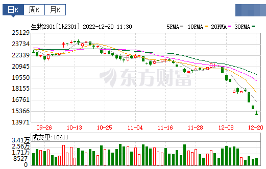 2022.12.20今日猪价