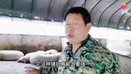 新手养猪，要根据自己的实情，选择猪品种