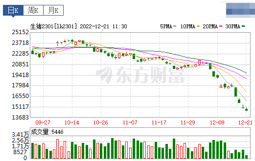 2022.12.21今日猪价，东北已跌破7元