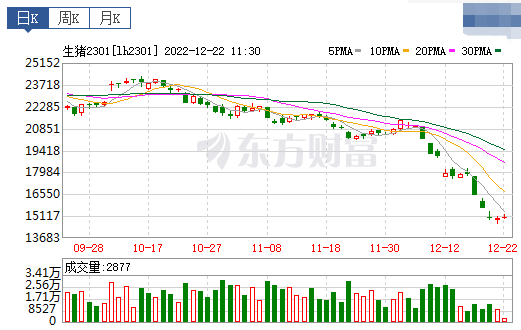 2022.12.22今日猪价