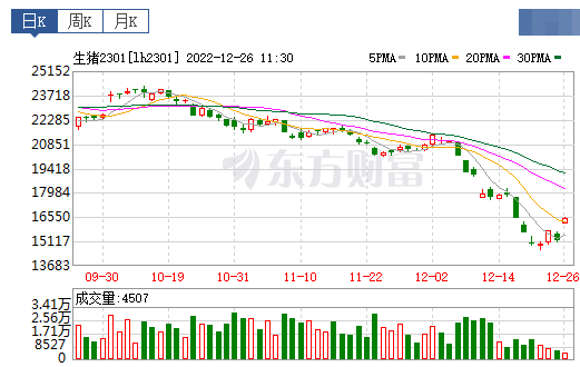 2022.12.26今日猪价