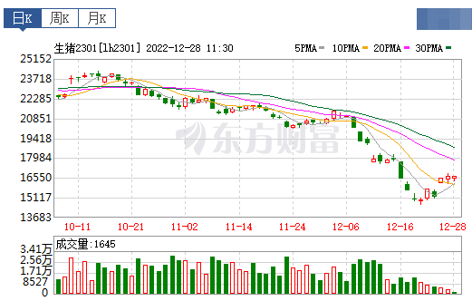 2022.12.28今日猪价