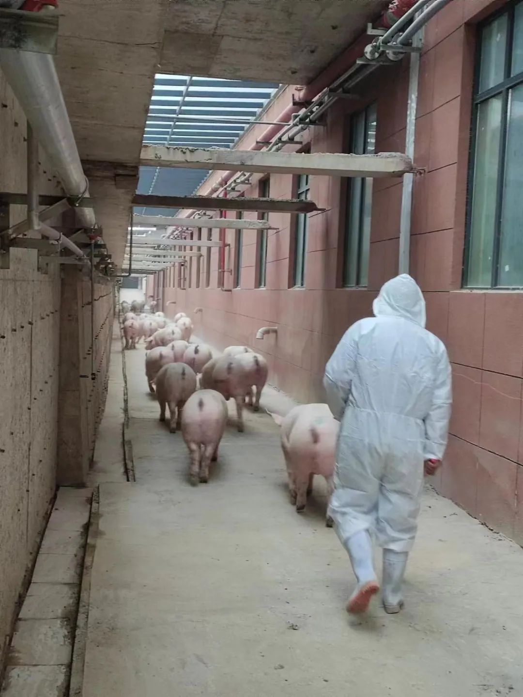 世界最高楼房养猪场——湖北中新开维现代牧业首批金猪隆重上市