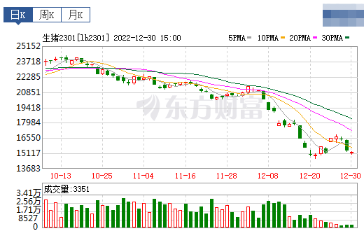 2022.12.31今日猪价