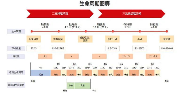 牧原股份初步理解