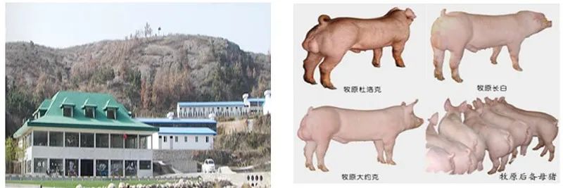 牧原股份初步理解