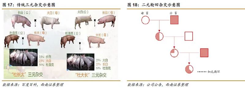 牧原股份初步理解