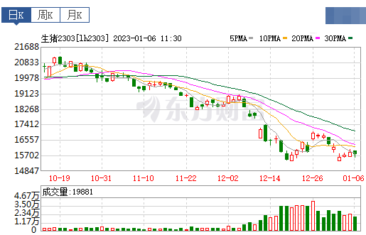 2023.01.06今日猪价
