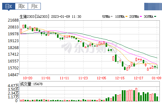 2023.01.09今日猪价
