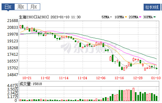 2023.01.10今日猪价