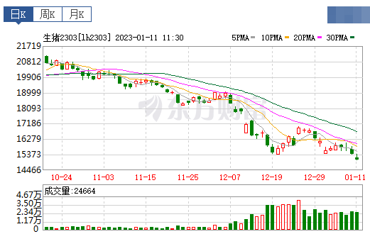 2023.01.11今日猪价