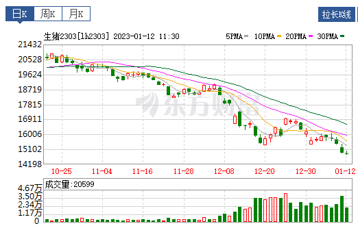 2023.01.12今日猪价