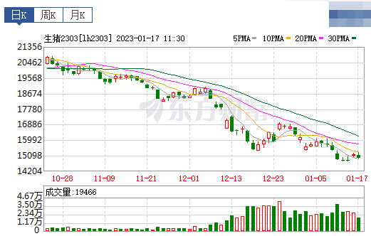2023.01.17今日猪价