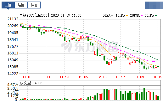 2023.01.19今日猪价