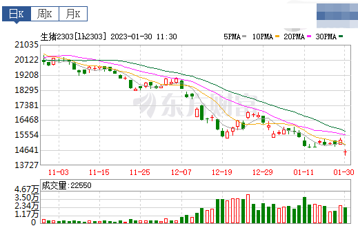 2023.01.30今日猪价