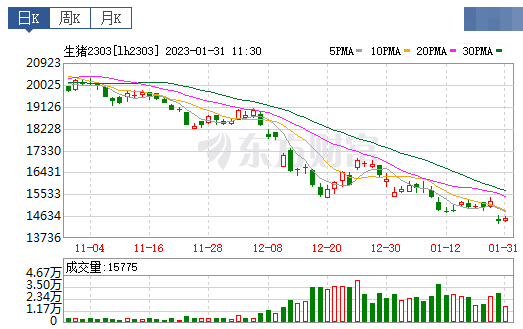 2023.01.31今日猪价