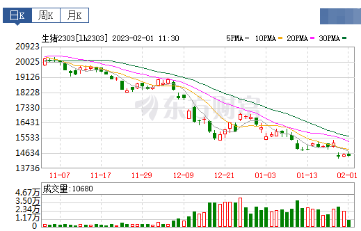 2023.02.01今日猪价