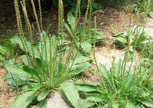 认识一种杂草——车前草