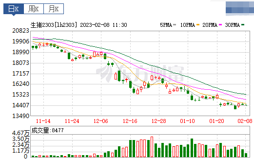 2023.02.08今日猪价