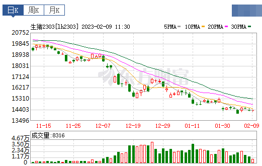 2023.02.09今日猪价