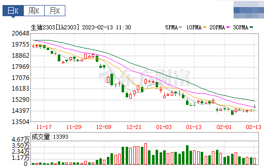 2023.02.13今日猪价