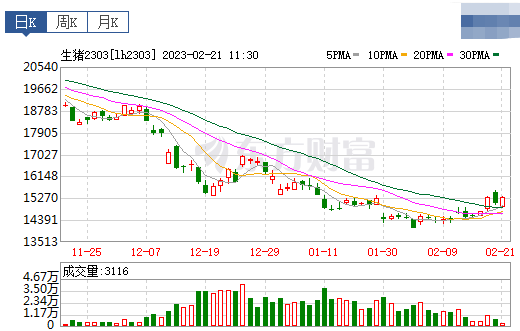 2023.02.21今日猪价