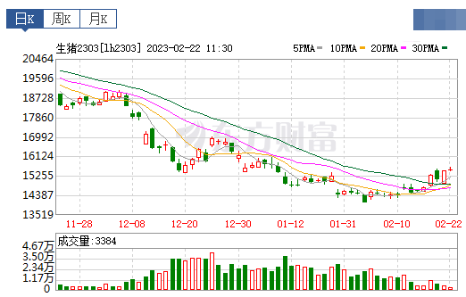 2023.02.22今日猪价