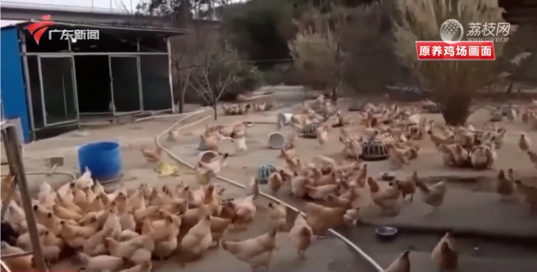 广东河源一鸡场被强拆，为原省级扶贫项目