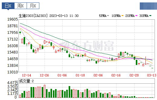 2023.03.13今日猪价