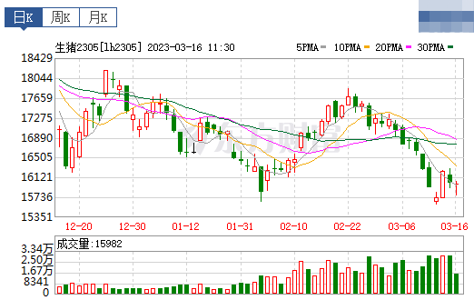 2023.03.16今日猪价