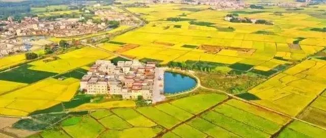 正式官宣！“恩平生猪”品牌LOGO和口号重磅发布