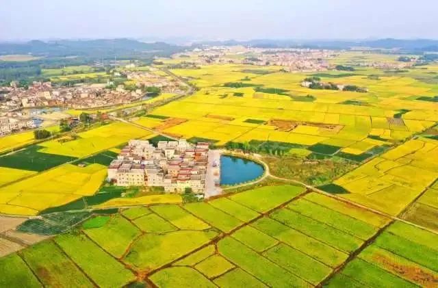 正式官宣！“恩平生猪”品牌LOGO和口号重磅发布