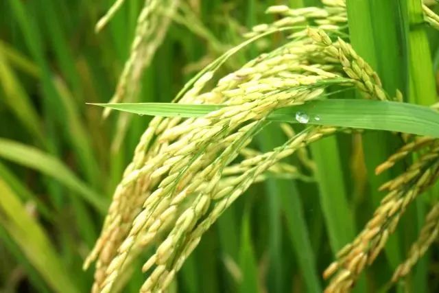 正式官宣！“恩平生猪”品牌LOGO和口号重磅发布