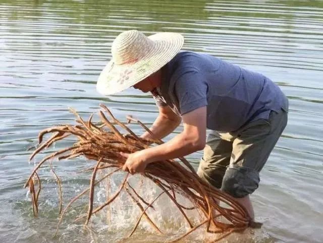 正式官宣！“恩平生猪”品牌LOGO和口号重磅发布