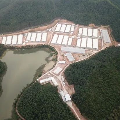 5年时间成为现代农牧“后起之秀”，同创凭什么？