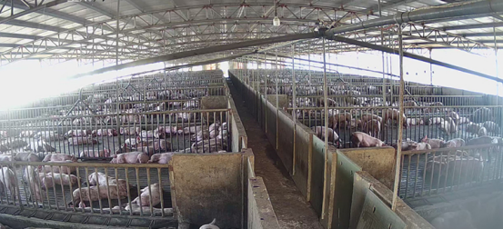 5年时间成为现代农牧“后起之秀”，同创凭什么？