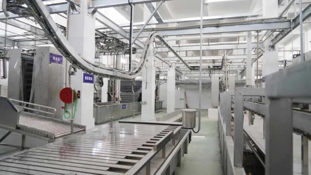 年屠宰生猪36万头！恩平最新的现代化、标准化屠宰企业，具有哪些亮点？