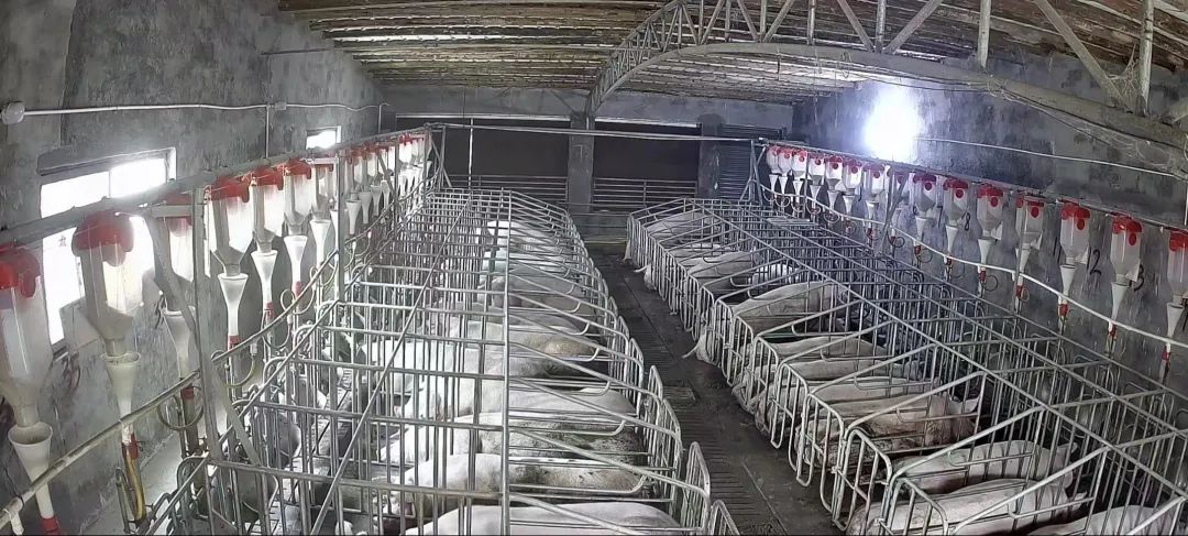 如何成功避开“环保劫”，实现粪污“零”排放？这家猪场找到了一条可实现的道路