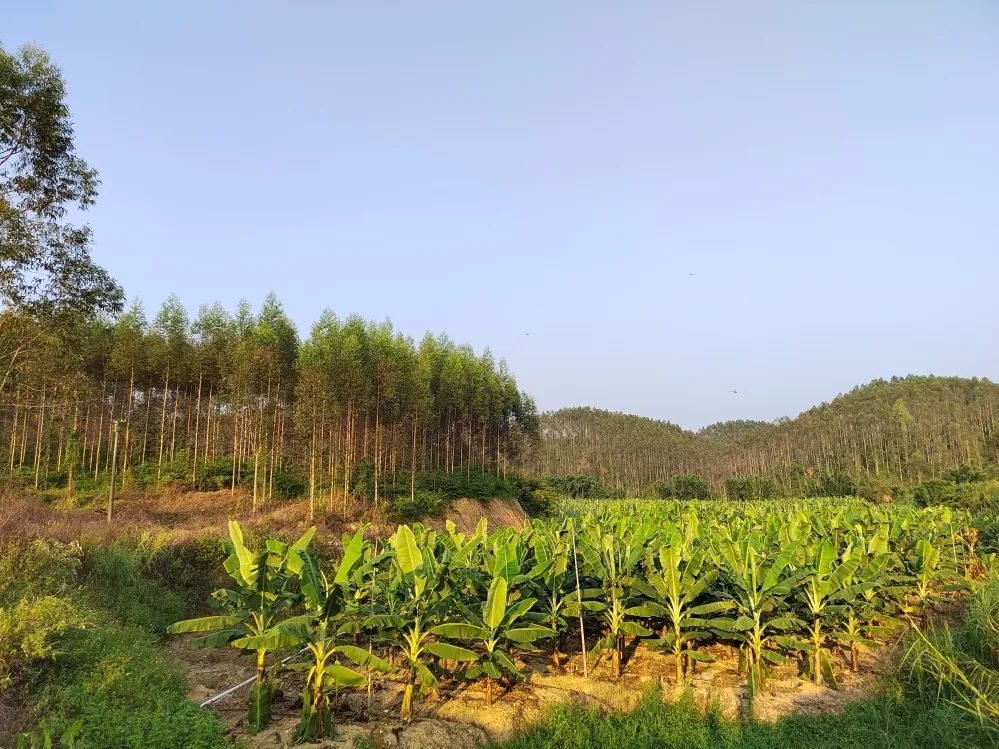 如何成功避开“环保劫”，实现粪污“零”排放？这家猪场找到了一条可实现的道路