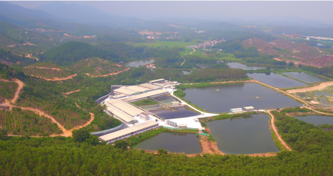 “一心一园三区一带”赋能恩平生猪产业转型升级