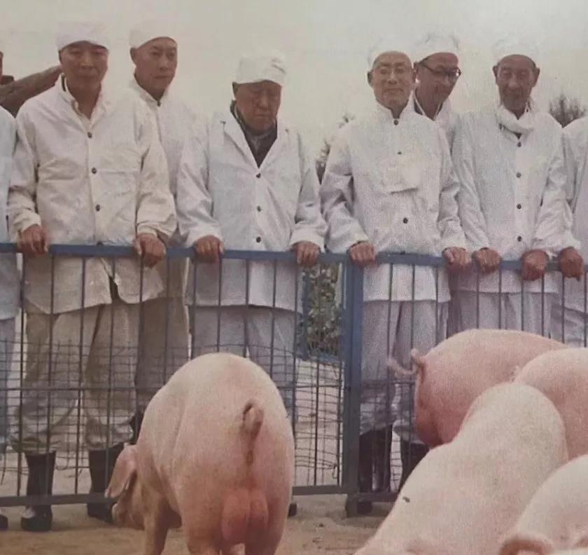生猪种业的昨天、今天和明天