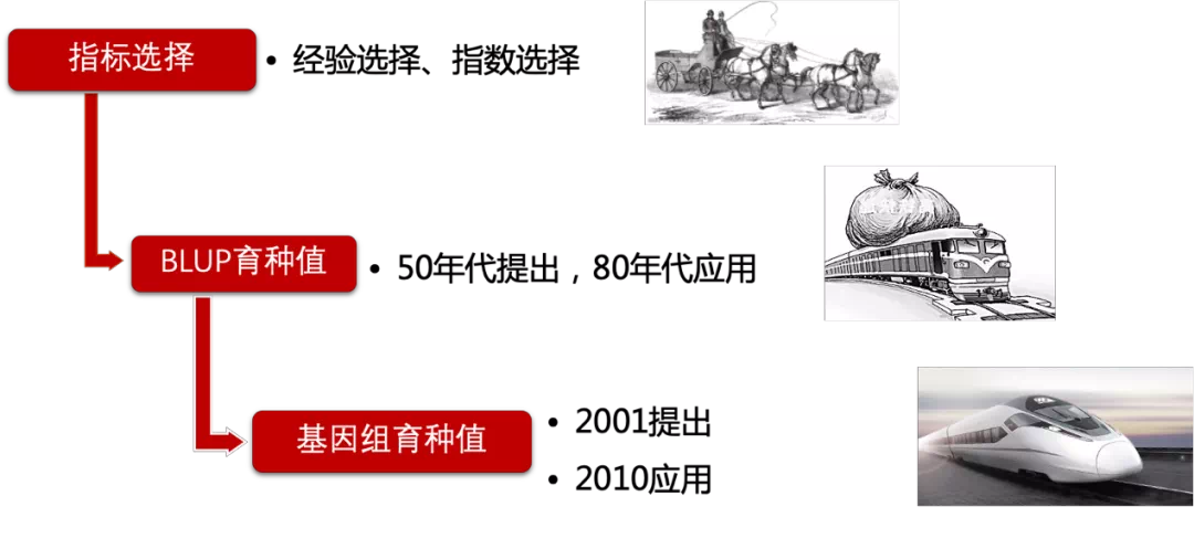 生猪种业的昨天、今天和明天