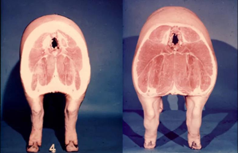 生猪种业的昨天、今天和明天