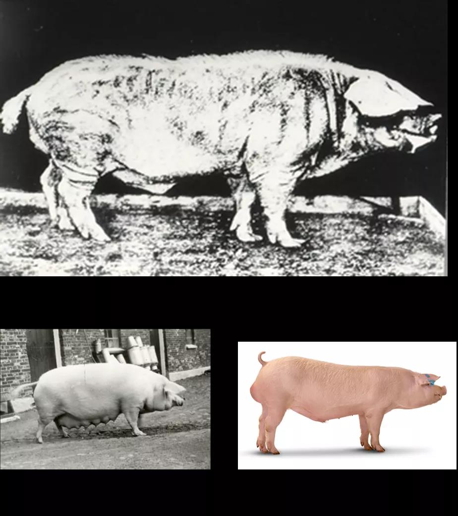 生猪种业的昨天、今天和明天