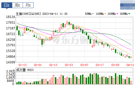 2023.04.11今日猪价