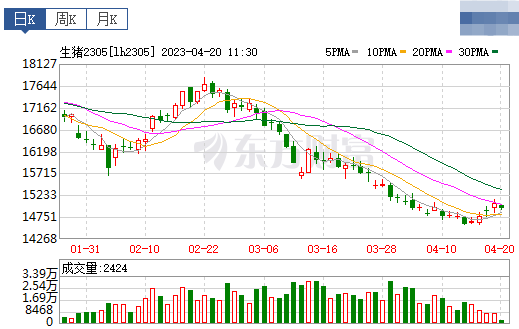2023.04.20今日猪价